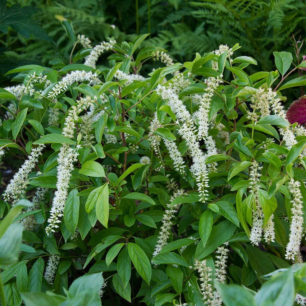 Itea virginica 'Henry's Garnet'